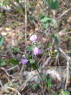 Image of Justicia breviflora (Nees) Rusby