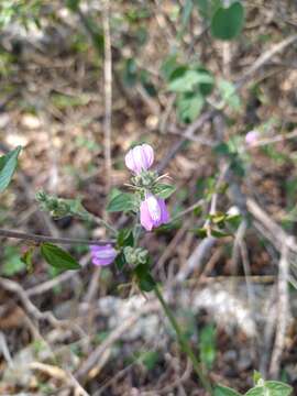 Image of Justicia breviflora (Nees) Rusby