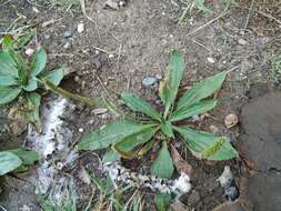 Image of Plantago depressa Willd.