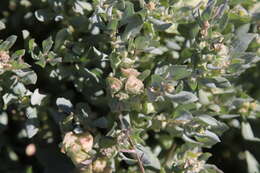 Image de Atriplex lindleyi Moq.