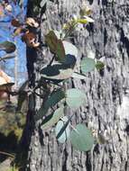 Image of Eucalyptus gunnii subsp. divaricata (Mc Aulay & Brett) B. M. Potts