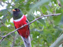 Imagem de Trogon elegans canescens Van Rossem 1934