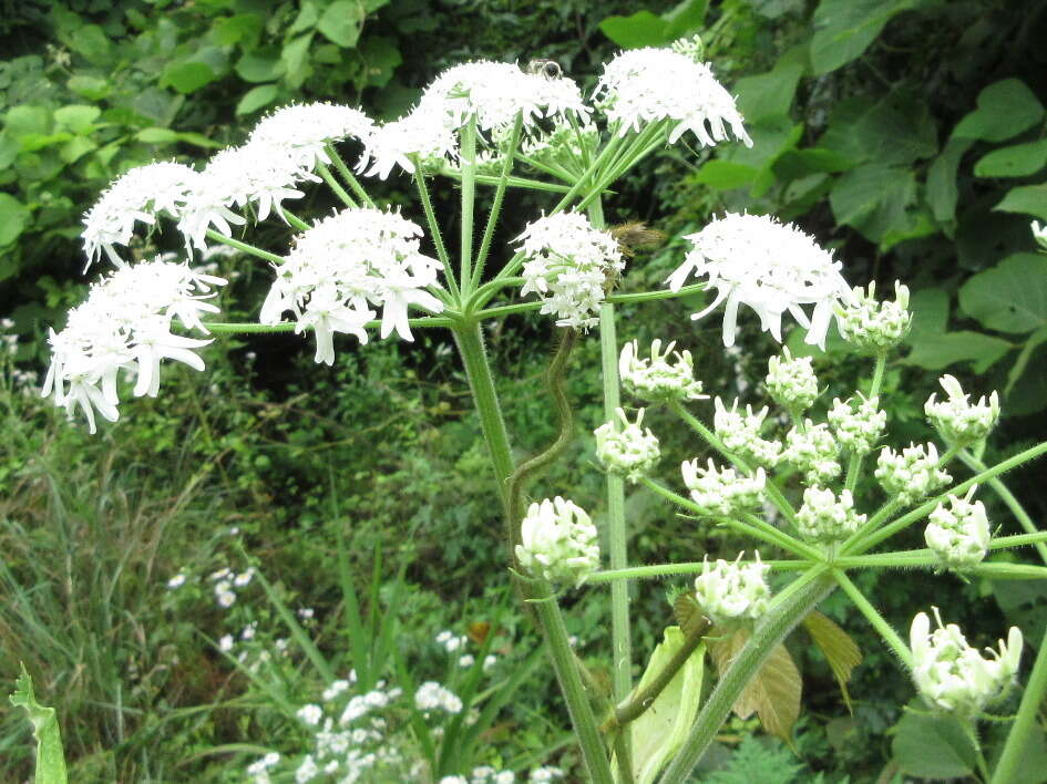 Imagem de Heracleum moellendorfii Hance