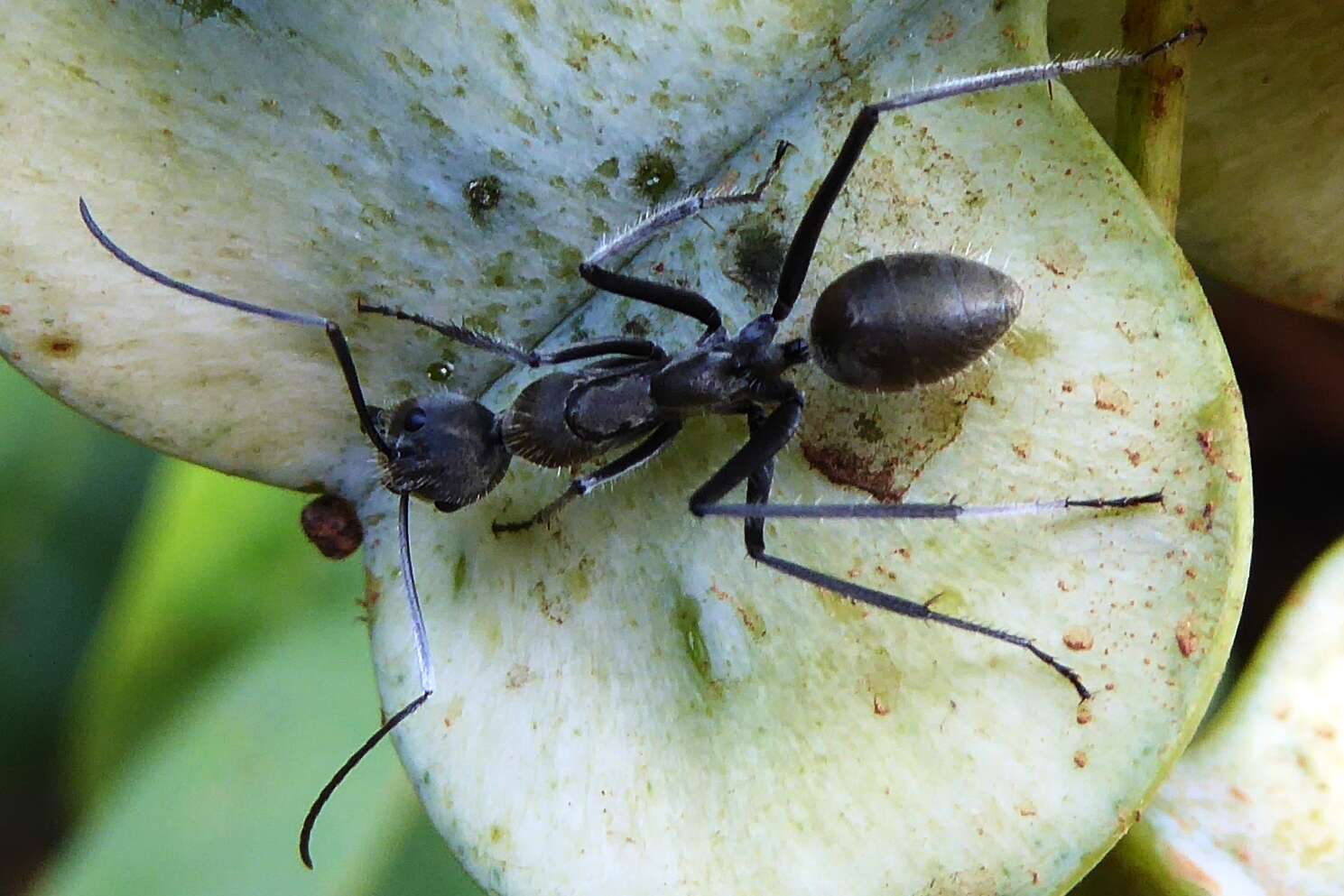 Слика од Camponotus auriventris Emery 1889