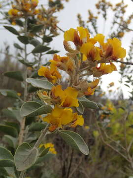 Stirtonanthus taylorianus (L. Bolus) B.-E. van Wyk & A. L. Schutte的圖片