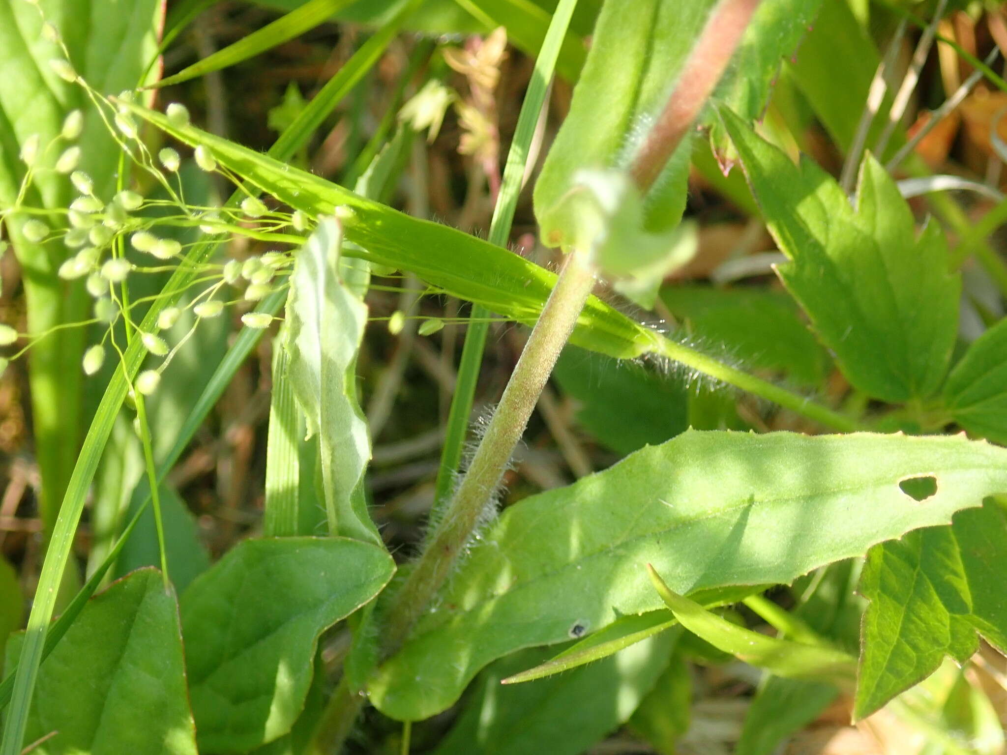 Image of slender beard-tongue