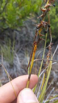 Imagem de Morelotia gahniiformis Gaudich.