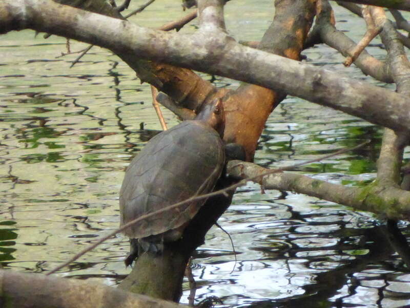 Image of Loggerhead Musk Turtle