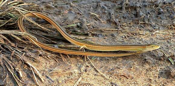 Image of Transvaal grass lizard