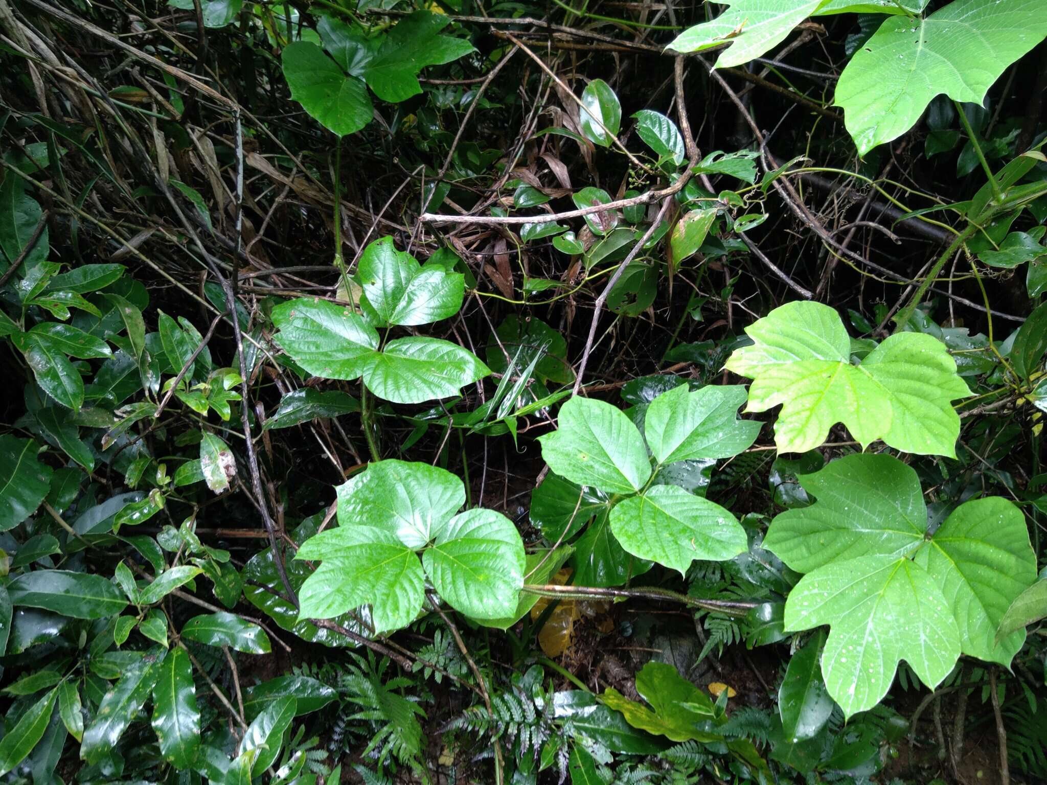 Image of <i>Pueraria montana</i> var. <i>thomsonii</i>