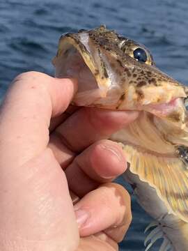 Image of Threaded sculpin