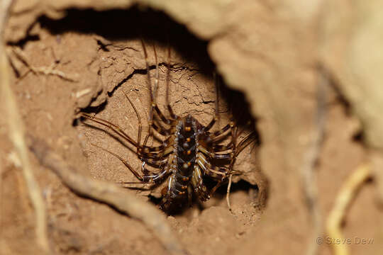 Image of Thereuopoda longicornis (Fabricius 1793)