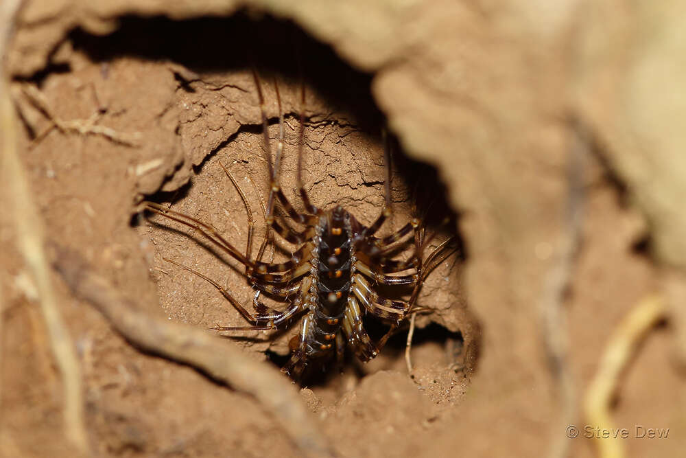 Image of Thereuopoda longicornis (Fabricius 1793)