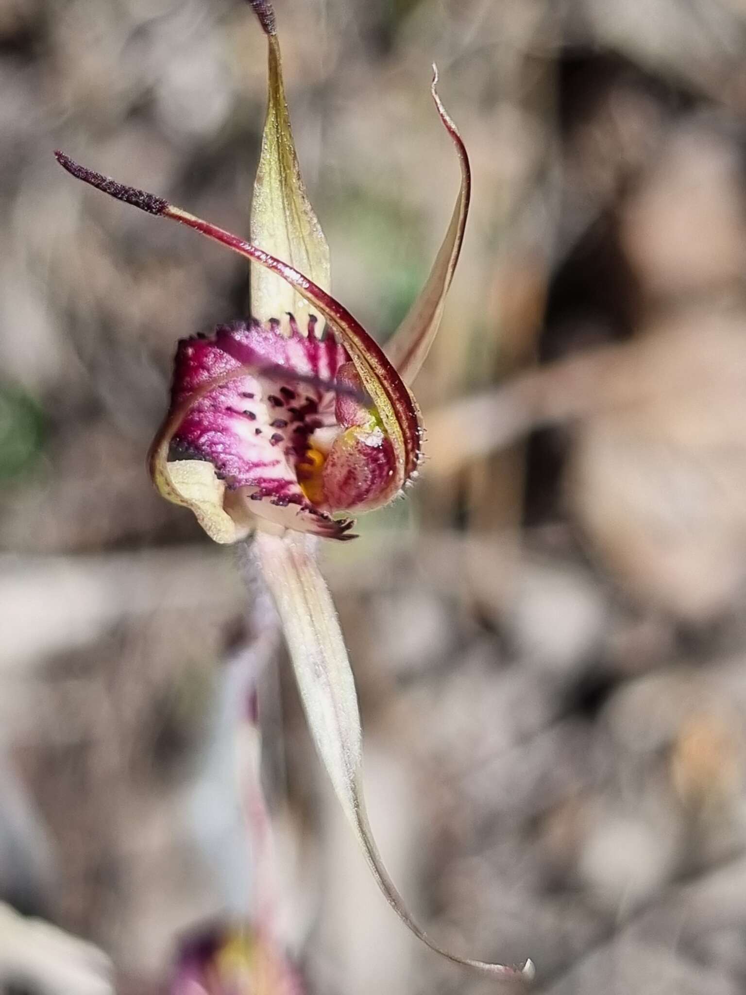 Image of Grampians spider orchid