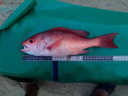 Image of Pacific red snapper