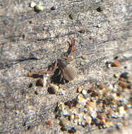 Image of Anchigarypus californicus (Banks 1909)