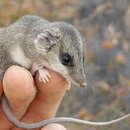 Image of Little Long-tailed Dunnart