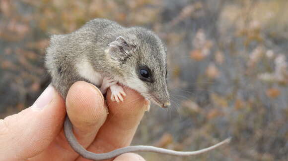 Image of Little Long-tailed Dunnart