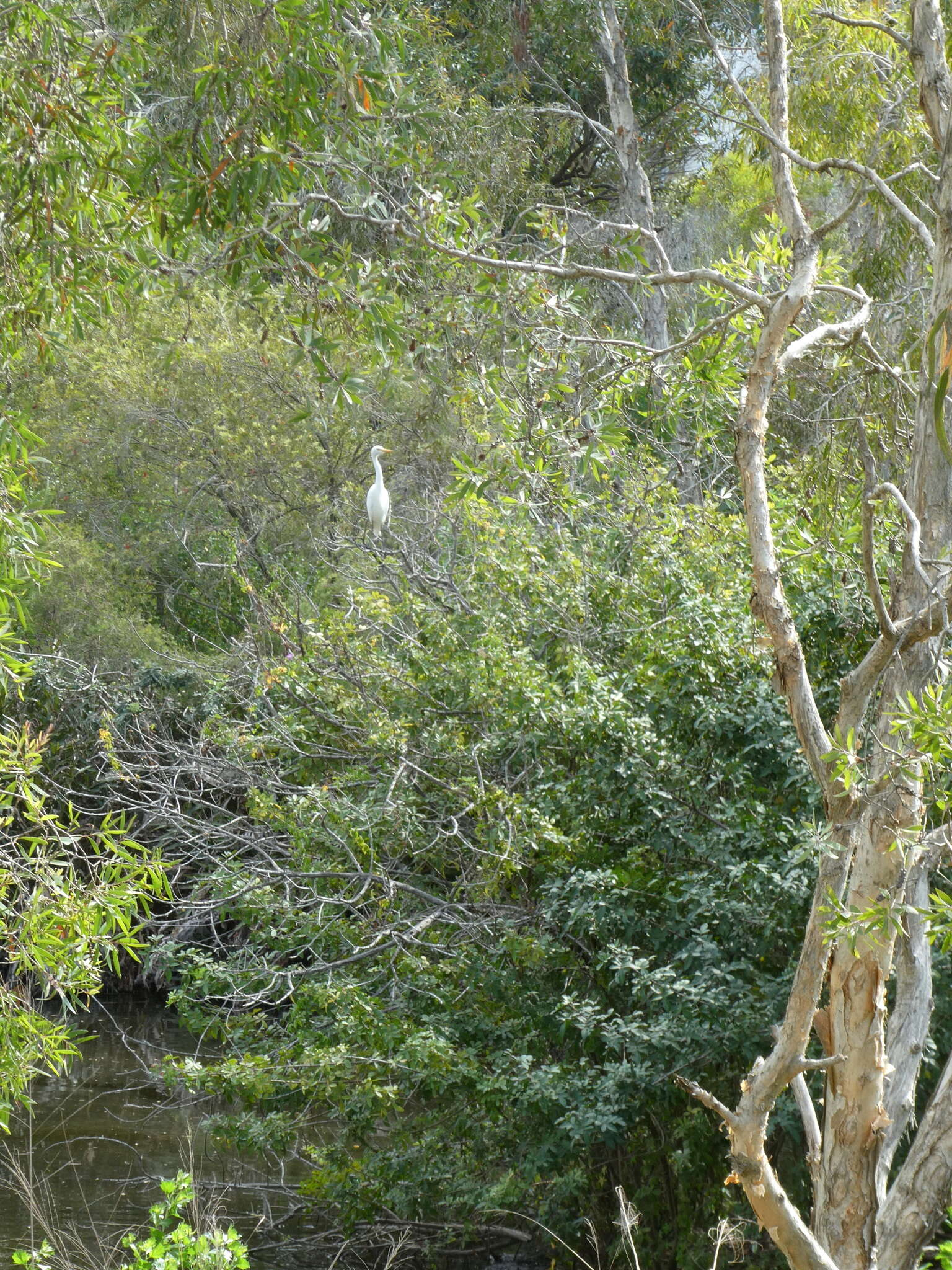 Image of Ardea intermedia plumifera (Gould 1848)