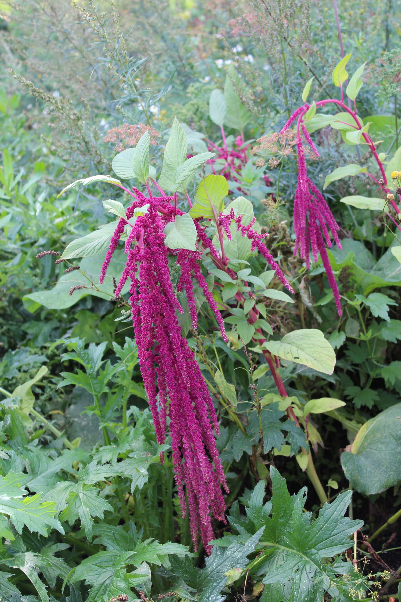 Imagem de Amaranthus caudatus L.