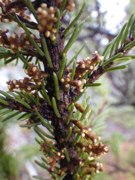 Image of eastern dwarf mistletoe