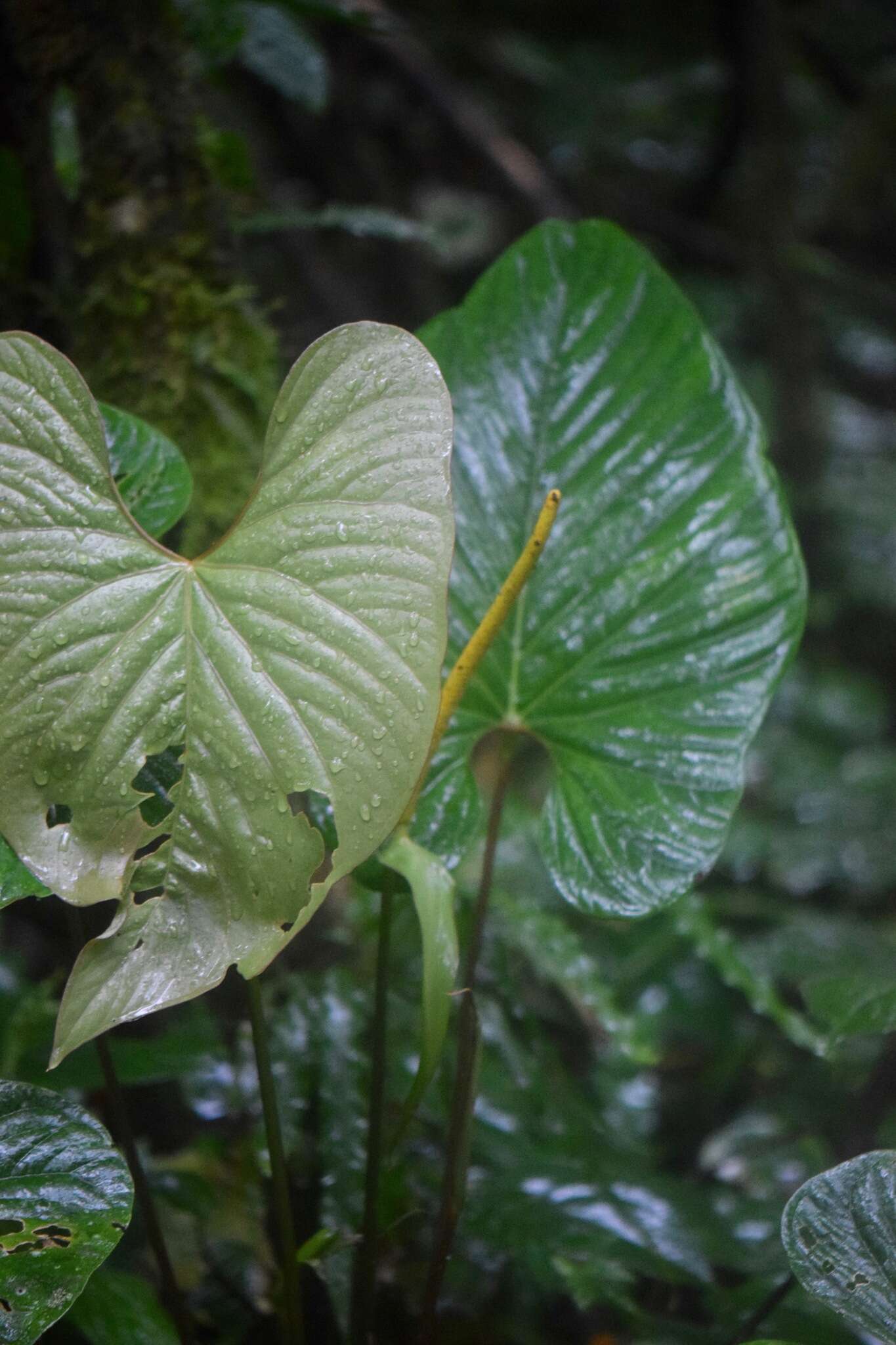 Anthurium ochranthum K. Koch resmi