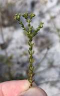 Image of paper nailwort