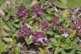 Imagem de Thymus longicaulis C. Presl