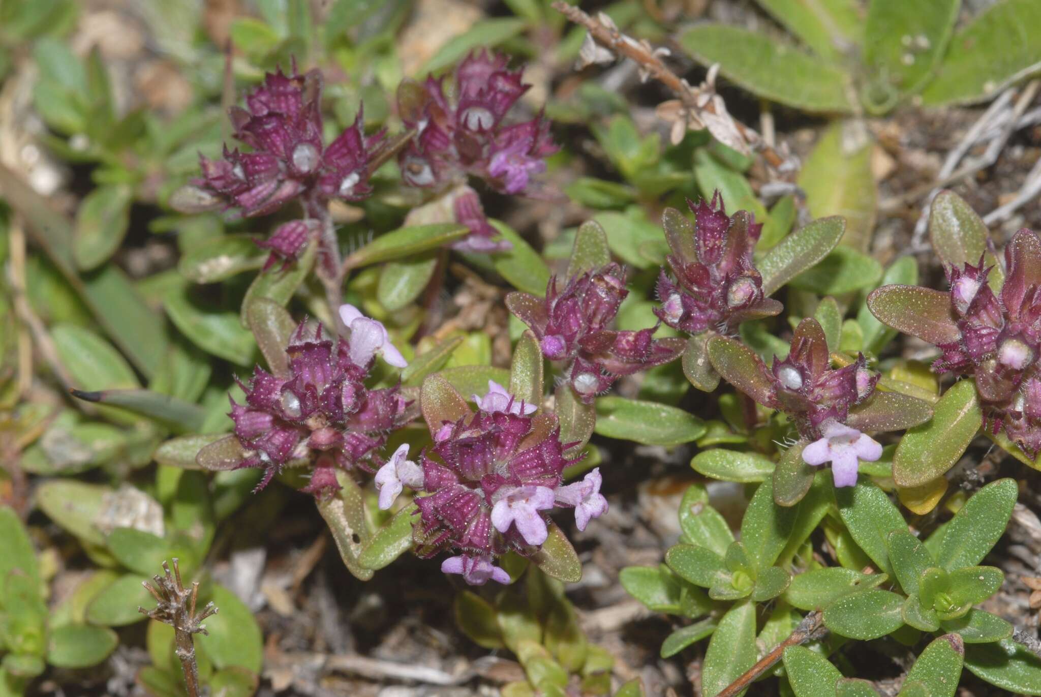 Thymus longicaulis C. Presl resmi