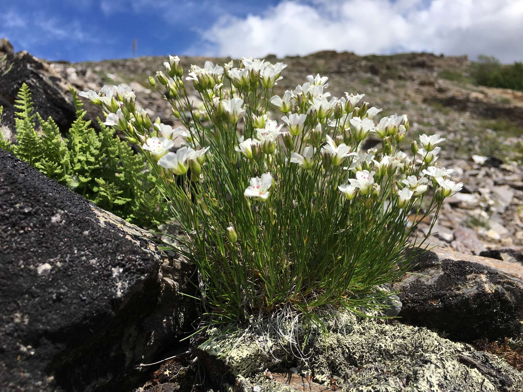 Plancia ëd Cherleria yukonensis (Hultén) A. J. Moore & Dillenb.