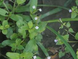 Image de Bonnaya ciliata (Colsm.) Spreng.