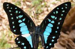 Graphium evemon (Boisduval 1836) resmi