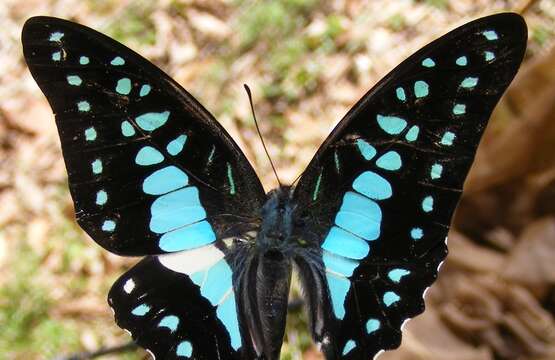 Graphium evemon (Boisduval 1836) resmi