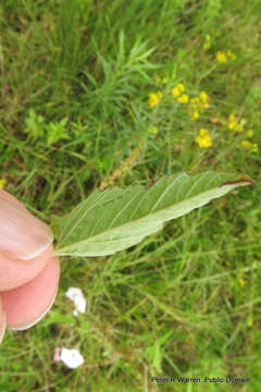 Image de Convolvulus farinosus L.