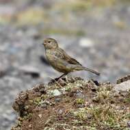 Image of Band-tailed Seedeater