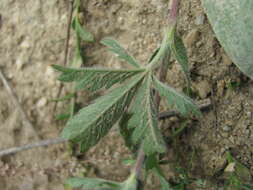 Image of Potentilla recta subsp. pilosa (Willd.) Jav.