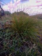 Image of Festuca petraea Guthnick ex Seub.