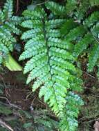 Image of Korean tasselfern