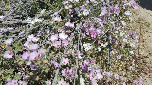 Image of Parry's mallow