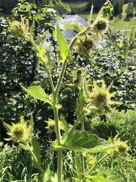 Image of Cirsium carniolicum Scop.