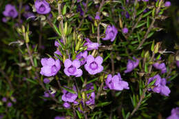 Image of Prostanthera scutellarioides (R. Br.) Druce