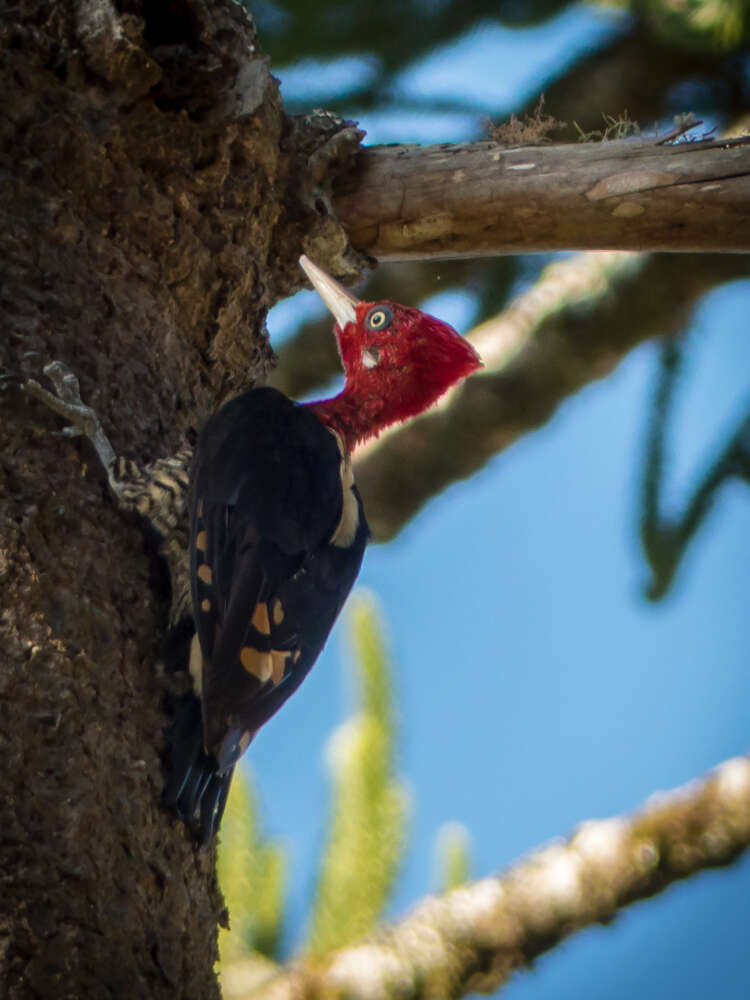 Image of Robust Woodpecker