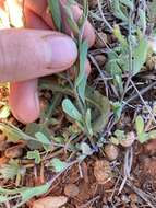 Image of Rhodanthe stricta (Lindl.) P. G. Wilson