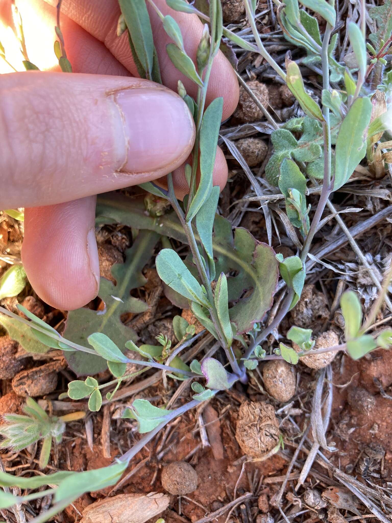 Imagem de Rhodanthe stricta (Lindl.) P. G. Wilson