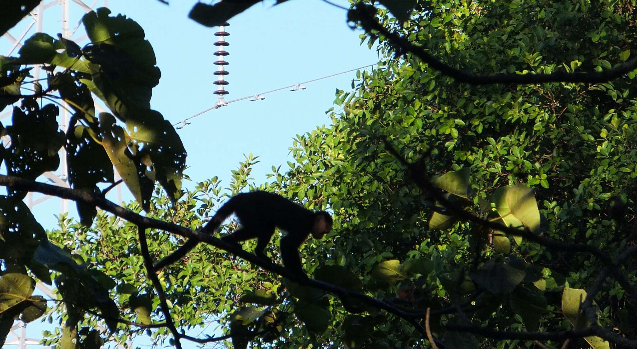 Image of varied capuchin