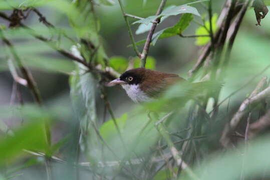 Image of Dark-fronted Babbler