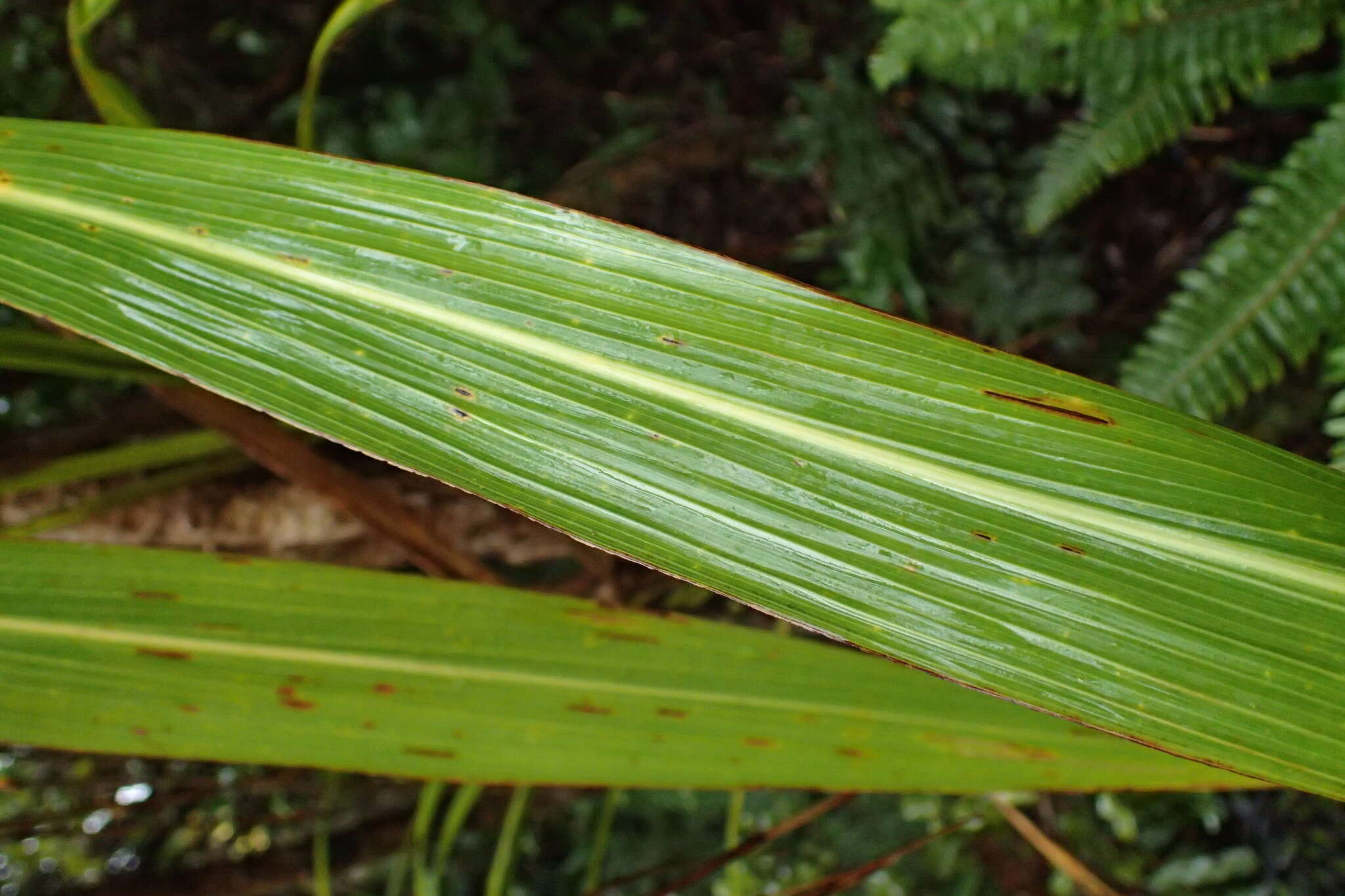 Image of ti ngahere