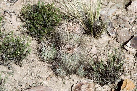 Imagem de Echinopsis pentlandii (Hook.) Salm-Dyck ex A. Dietr.