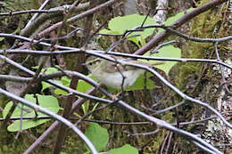 Image of Sichuan Leaf Warbler