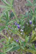 Image of Intermountain lupine